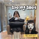 하이영 | 성신여대 미용실추천 1인샵 하이영 헤어 염색후기 미용실유목민들 다 보셈