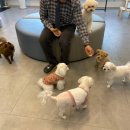 365동판교동물병원 네이버블로그