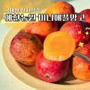 제주 예찬농원 국내산 미니애플망고 산지직송 택배 후기