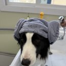 클라라 애견 이미지