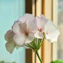 로즈화이트 이미지