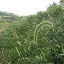 강아지풀 이미지