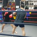 고릴라 복싱 이미지