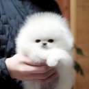 밀리언 로즈 가든 이미지