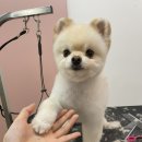 펫밀리쌀롱 이미지