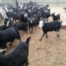 진실농장 이미지