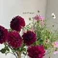 오니플레르