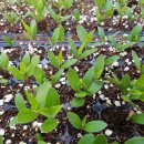 대술농장 이미지