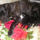 바우와우 이미지