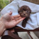 베리독 강아지고양이 평택본점 | 평택강아지분양 베리독 강아지고양이 평택본점 혈통 보장