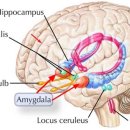 편도체 문제는 과도한 불안, 이식증, 감정공감의 어려움, 동물적공포감의 원인입니다 이미지