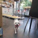 상콤 발랄 헬로퍼피 이미지