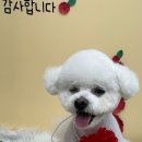 영등포구 | 신길동애견미용 다녀와서 더 사랑스러워진 하루, 포근포근 후기