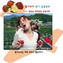 삽다리 네이버블로그