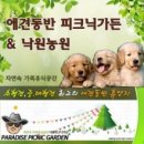 부산애견 이미지