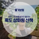 4/5(토)마량리동백숲,한국전통정원 상화원,충청수영성,쭈꾸미철 홍원항 꽃따라 봄길따라~~ 이미지