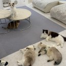 냥이 주택 | 서울고양이카페 추천 고양이와 함께하는 힐링 아지트, 냥이주택 후기