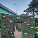 별빛공원 앞 횡단보도 | 괴산 가볼만한 곳 : 괴강불빛공원 낮에도, 밤에도 예쁜 공원 추천