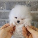 메르시몽프레 포메분양&애견카페 이미지