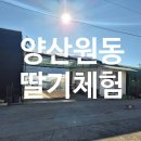깡지하우스 | 양산 실내데이트(?) / 원동 동방딸기 딸기체험(딸기따기) 후기 추천!