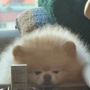 착한회사, 040Project | 종아리 근육통 도랏맨