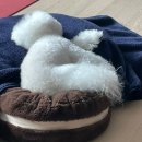 KH에너지(주)직영 판교운중주유소 | 성남 판교 벚꽃 명소 봄날 강아지랑 산책하기 좋은 길 소개 + 시크 일상