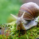 느린 달팽이 이미지