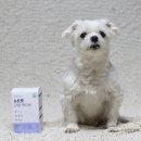 강아지 나라 | 강아지 관절영양제로 관절염 관리하는 급여 후기