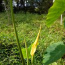 자오쉼터에 토란꽃이 피었다. 이미지