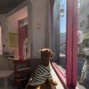 댕글멍글 이미지