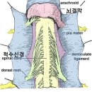 뇌경막/척수신경 이미지