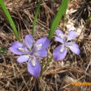 삽시도통나무펜션 이미지