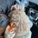 365동물병원 위례점 | 위례 동물병원 강아지 건강 검진 복부 초음파