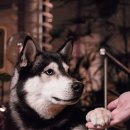 일산동물의료원 이미지