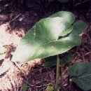 독산천 이미지
