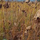 명당농장 이미지