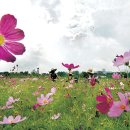 가을카페 - 미추홀구 석정로 437 | 가을카페