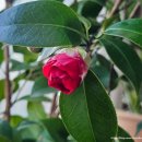 동백나무집 | 코스트코 동백나무 구매후기 관리법 물주기 개화 온도