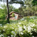 소선암자연휴양림 이미지