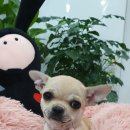 쥬티펫 신탄진점 이미지