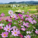 함안농요 | 함안 악양둑방길 코스모스와 대박날 꽃밭단지 실시간 개화상황