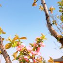 한중우호의숲 이미지