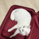 오사재 | 벌써 1년도 더 지난 태국 여행 후기