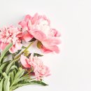 선남선녀 결혼정보 네이버블로그