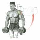 래터럴 레이즈(Lateral Raise) 완전분석 이미지