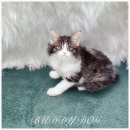 버디독 고양이분양 강아지분양 안심분양센터 인천점 이미지