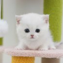 거제메디칼센타 | 거제먼치킨분양 눈에 띄는 비주얼 고양이