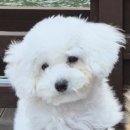 VR Lab | [포천아트밸리 + 포천관광정보센터] 애견동반 2~3시간 코스 완벽 정리 ✨️