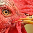 닭오리의 꿈 이미지