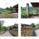 유한회사 이오엔자임 | [함안]고려동에 핀 자미화(배롱나무꽃)